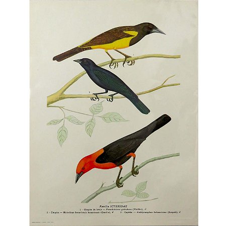 Chupins - pôster coleção arte naturalista