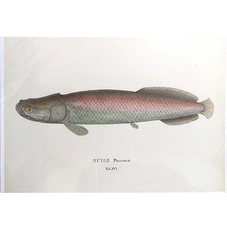 Pirarucu - pôster coleção arte naturalista