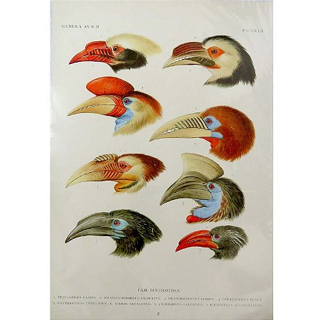 Calaus - pôster coleção arte naturalista