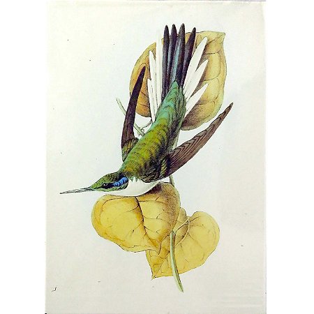 Beija-flor-de-bochecha-azul - pôster coleção arte naturalista