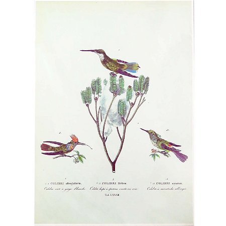 Beija-flores 2 - pôster coleção arte naturalista