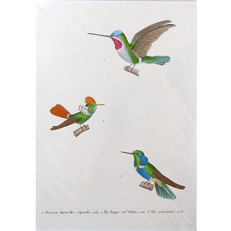 Beija-flores 3 - pôster coleção arte naturalista