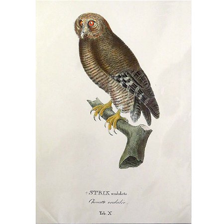 Mocho-dos-banhados - pôster coleção arte naturalista