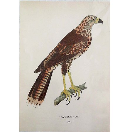 Gavião-preto jovem - pôster coleção arte naturalista