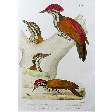 Pica-paus - pôster coleção arte naturalista