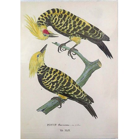 Pica-pau-de-cabeça-amarela - pôster coleção arte naturalista