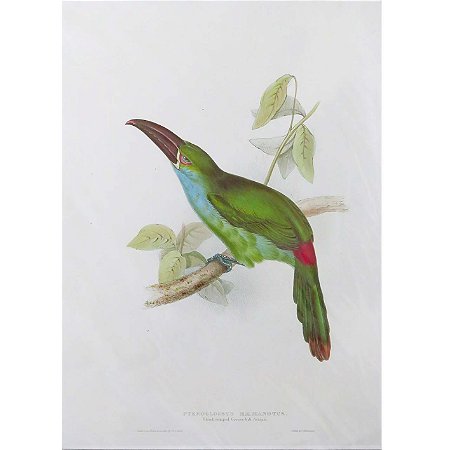 Araçari-de-dorso-encarnado - pôster coleção arte naturalista