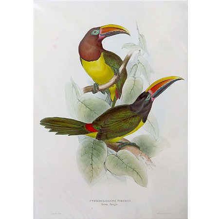 Araçari-miudinho - pôster coleção arte naturalista