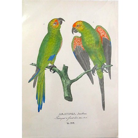 Jandaias 2 - pôster coleção arte naturalista