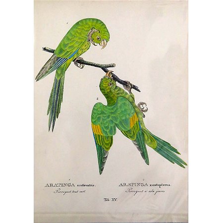 Jandaias 3 - pôster coleção arte naturalista