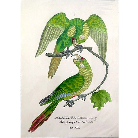 Periquito-rei - pôster coleção arte naturalista