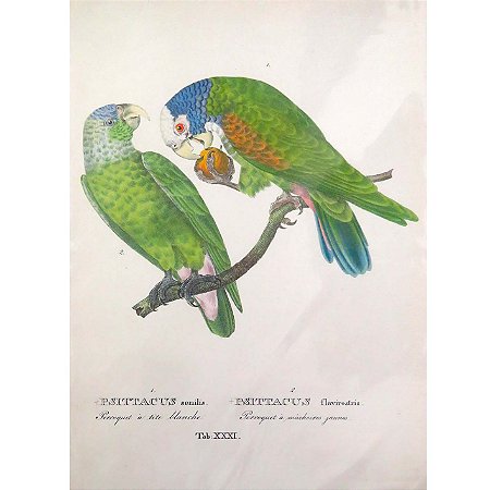 Maitacas - pôster coleção arte naturalista