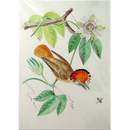 Maria-leque-do-sudeste 1 - pôster coleção arte naturalista