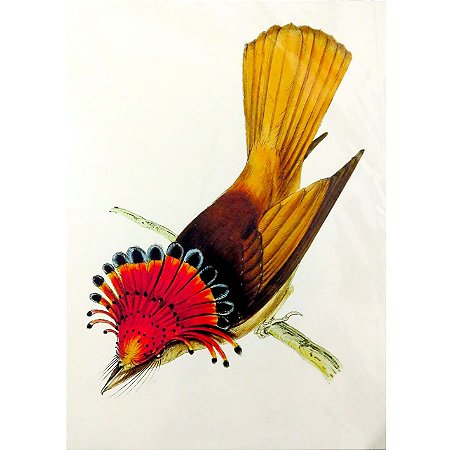 Maria-leque-do-sudeste 2 - pôster coleção arte naturalista