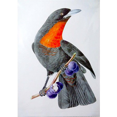 Pavó - pôster coleção arte naturalista