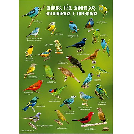 Saíras, tiês, sanhaços, gaturamos e tangarás - pôster Anolis Books