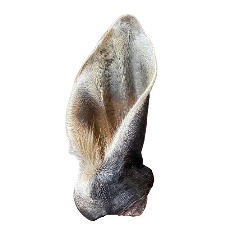 Orelhão Bovino Desidratado Mordedor Natural para Cães - 1 Unidade Bicho do Mato 100% Natural