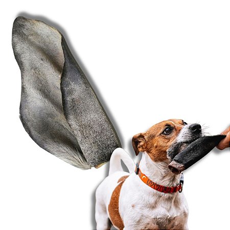 Orelha Bovina Desidratada Mordedor 100% Natural Para Cães 1 Unidade Natuka