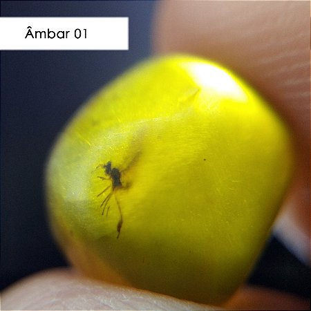 Âmbar com Inclusões Naturais