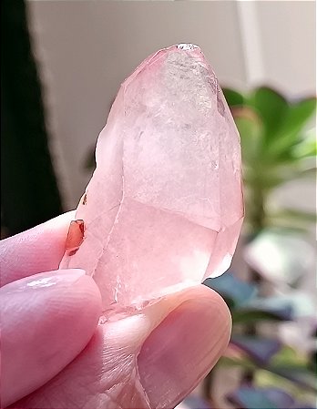 Pink Lemurian