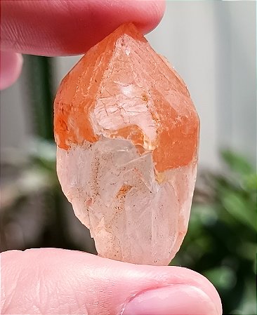 Lemuriano Escarlate