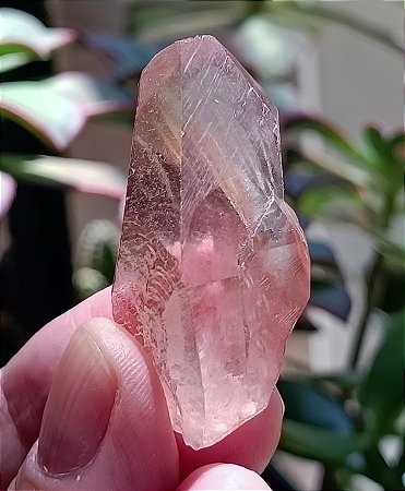 Ponta Pink Lemurian