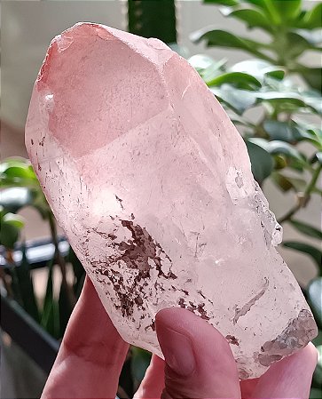 Pink Lemurian Imprint