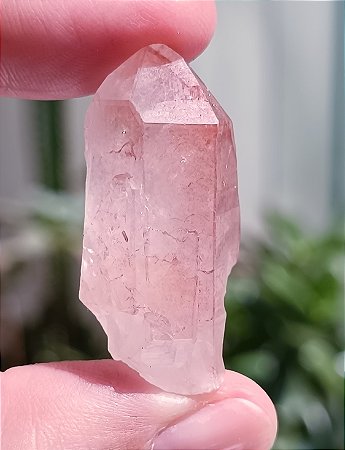 Pink Lemurian