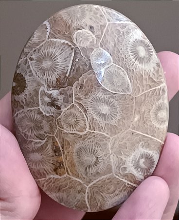 Fóssil Coral