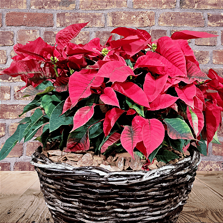 Cesta de Poinsétia