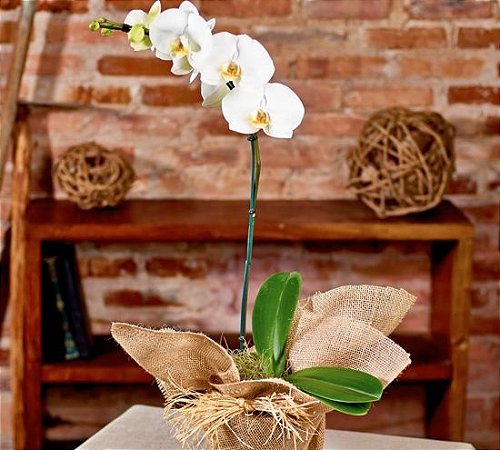 Orquídea phalaenopsis branca