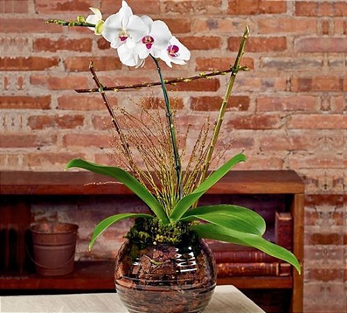 Orquídea phalaenopsis semi alba