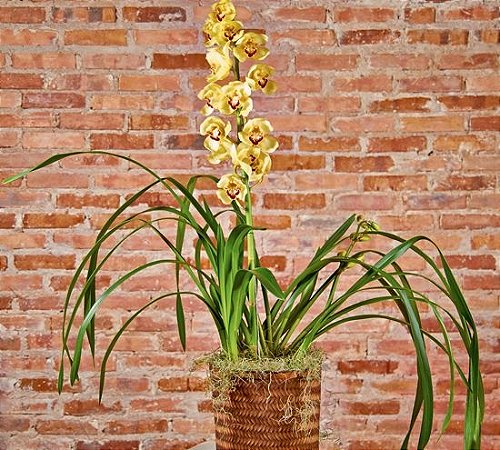 Orquídea Cymbidium amarela no cachepô rústico