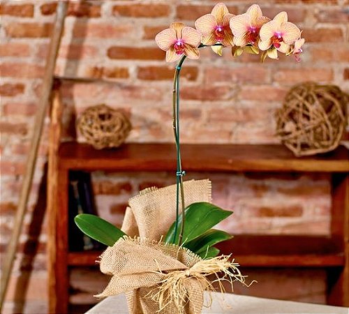 Orquídea phalaenopsis exótica