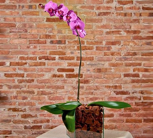 Orquídea phalaenopsis lilás