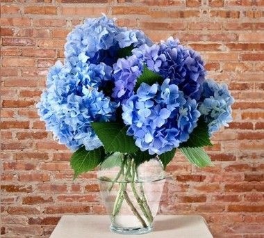 Buquê de hortênsia azul