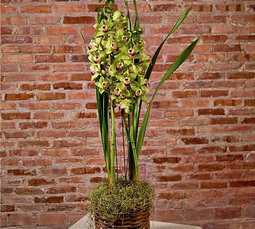 Orquídea Cymbidium verde no cachepô rústico