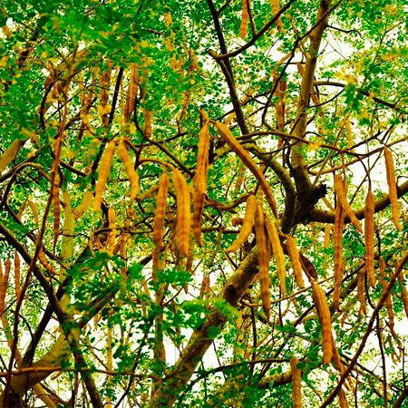 Moringa Oleifera Beneficios A Saude Produtos Para Jardinagem E