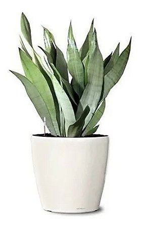 Espada De Sao Jorge Prateada Sansevieria Moonshine Ecoplantas Plantas Ornamentais Espada De Sao Jorge Prateada Sansevieria Moonshine Ecoplantas Plantas Ornamentais