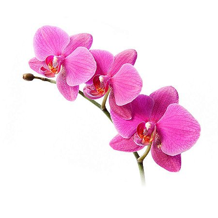 Essência Concentrada Orquídea 1 Litro