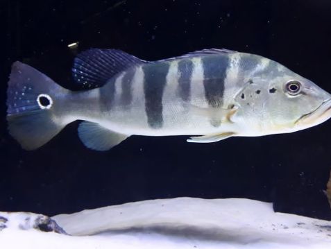 TUCUNARÉ AZUL (PIQUITI) 15 a 17cm
