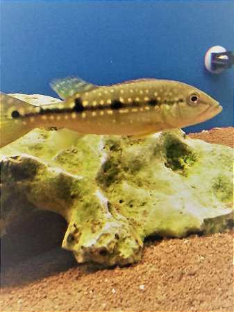 TUCUNARE  ( PINIMA) 6 A 8cm