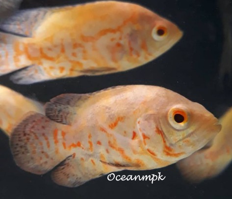 OSCAR RED TAG ALBINO 3 a 5cm