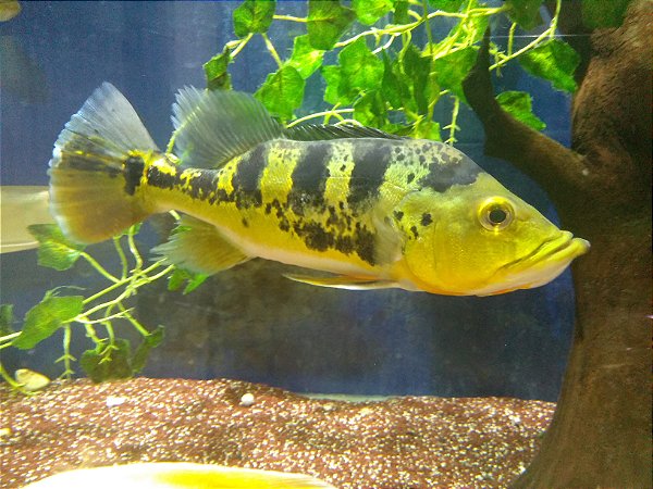 TUCUNARE CICHLA MONOGRINGO 10 a 12cm