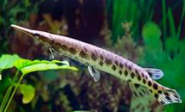 LEPSOSTEUS (BOCA DE JACARÉ) 20cm a 25cm