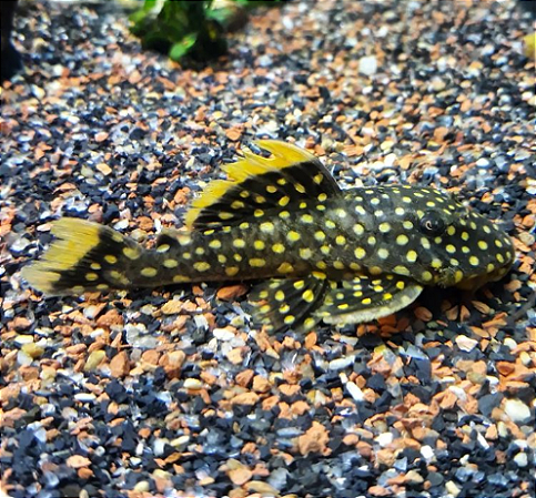 CASCUDO PEPITA DE OURO 8CM