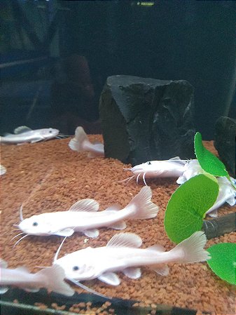 PIRARARA LEUCÍSTICA 12 a 14cm