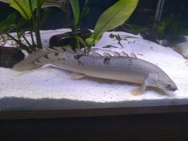 POLYPTERUS DELHEZI  8 a 10CM
