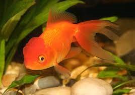 KINGUIS HORANDA RED 6 A 8CM