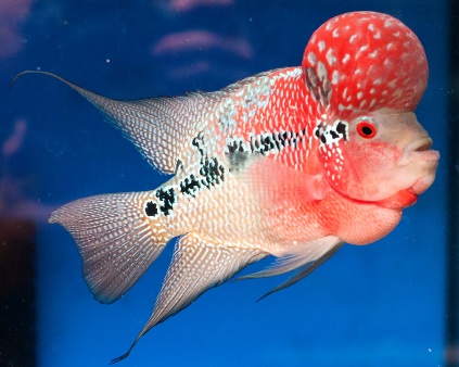 FLOWERHORN RED DRAGON 10 A 12CM